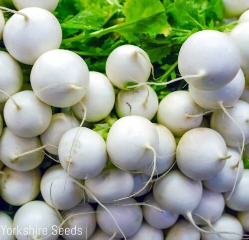 1000x Radish White Hailstone Seeds - Vegetable