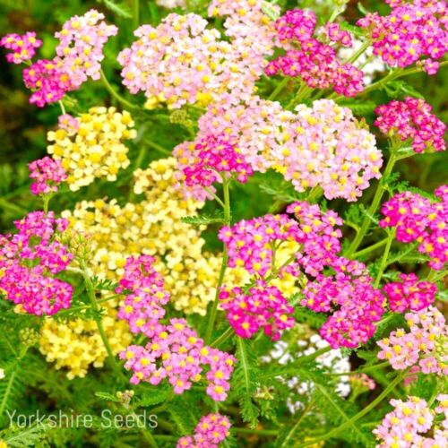 Yarrow Summer Pastel Mix Achillea Millefolium - 1600x Seeds -  Perennial