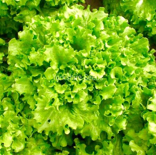 Organic Lettuce Salad Bowl Green - 1500x seeds - Lettuce