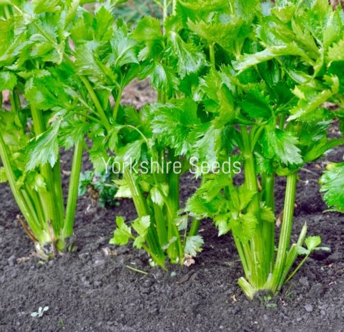 1500x Celery Utah Seeds - Vegetable