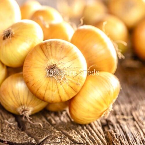 Onion Senshyu Yellow  - 300x Seeds - Vegetable