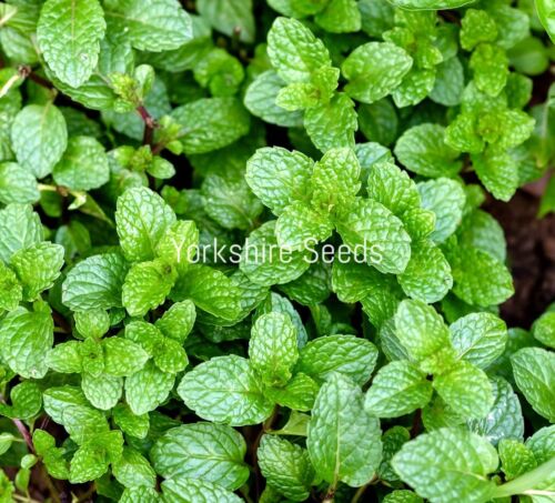 Peppermint Mentha Piperita - 500x seeds - Herb