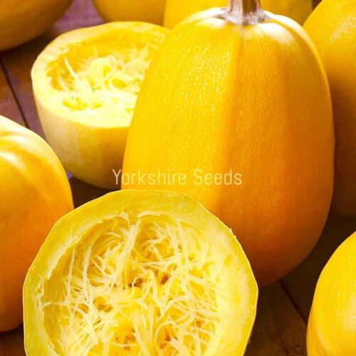 Spaghetti Squash Seeds - 15 seeds - Large fruit 1kg Pumpkin