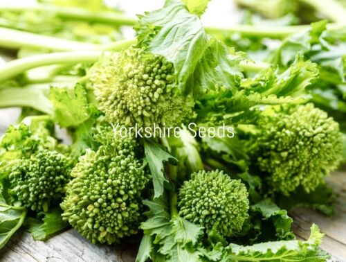 400x Broccoletto Quarantino Riccio Seeds - Vegetable