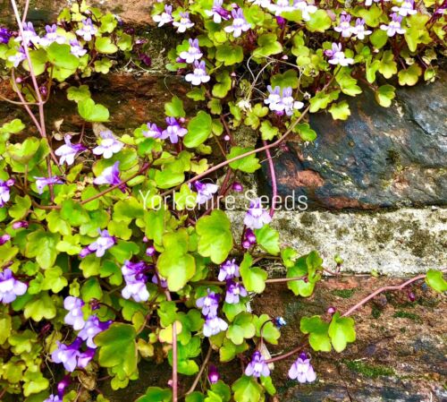 500x Kenilworth Ivy Cymbalaria Muralis Seeds - Rockery Flower