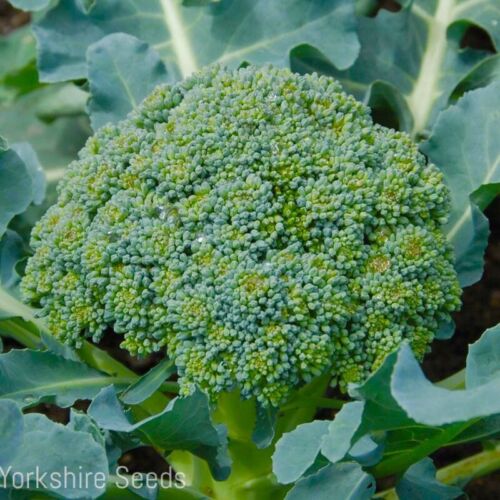Calabrese Italian Broccoli Green Sprouting -  500x seeds - Vegetable