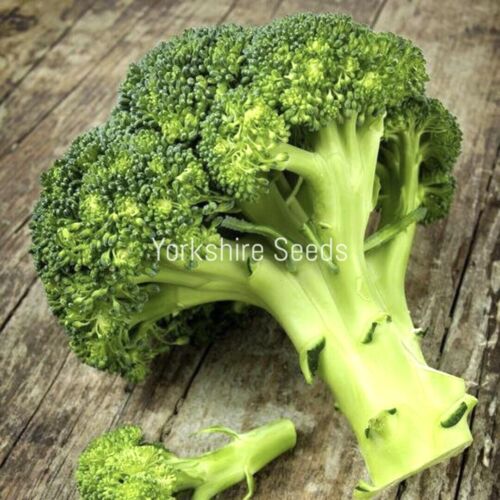 Broccoli Calabrese F1 Marathon - 100x Seeds - Vegetable