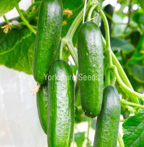 10x Cucumber Mini Munch F1 Seeds - Grow Indoors & Outdoors - Vegetable