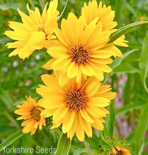 Maximilian Sunflower Perennial - 30x Seeds - Flower