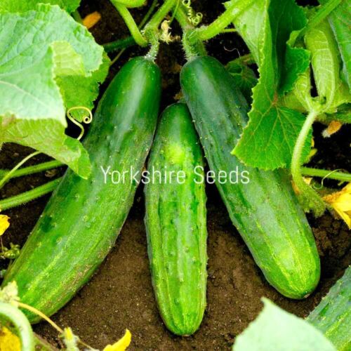 60x Cucumber Spacemaster Seeds - Vegetable