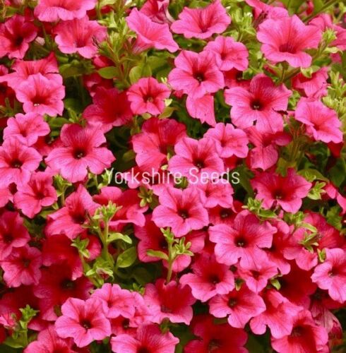 Rose Pink Petunia Winter Scented Trailing Flower Seeds - 60x Seeds - Flowers