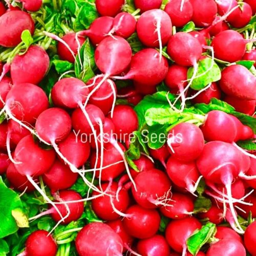 Organic Radish Saxa 2  - 1000x seeds - Vegetable