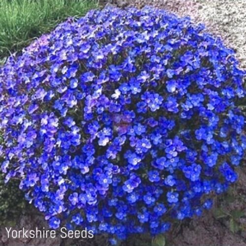 Aubrieta Gracillis Rock Cress Royal Blue - 1000x Seeds - Flower