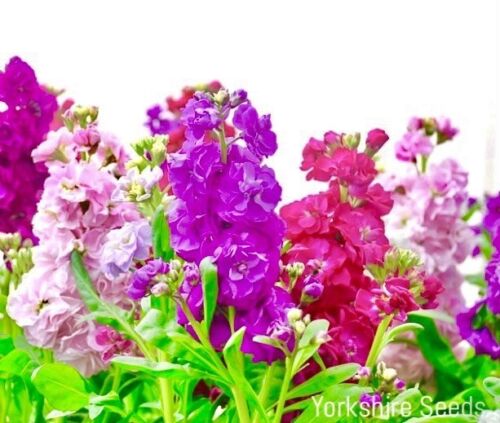 Mixed Matthiola Stock Fragrant Scented - 300x Seeds - Flower
