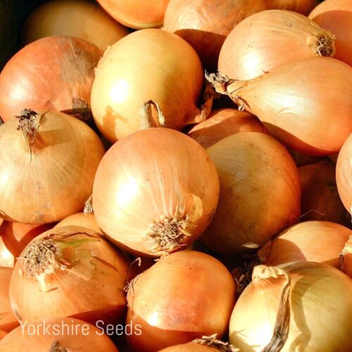 Onion Hiberna Seeds - 700x seeds - Summer Harvest - Vegetable