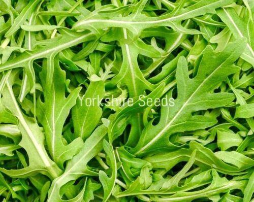 Rocket Salad Cultivated  - 12,000x Seeds - Herb