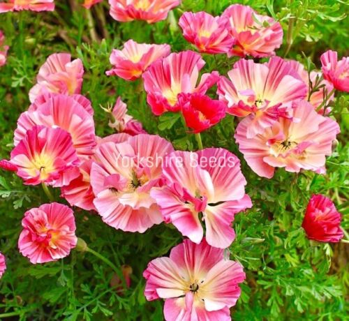 California Poppy - 800x Seeds - Eschscholzia - Flower