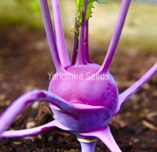 Purple kohlrabi delicacy - 600x seeds - Vegetable