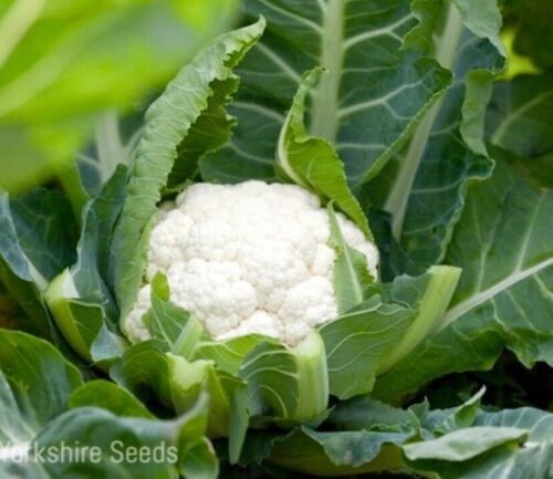 50x Cauliflower Clapton F1 Club Root Resistant Vegetable Seeds
