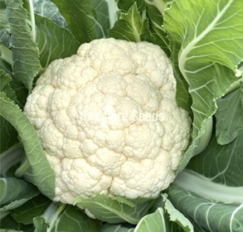 Organic Cauliflower Snowcrown - 600x Seeds - Vegetable