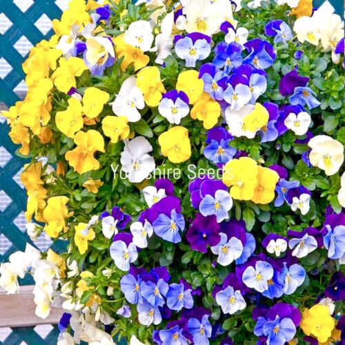30x Pansy Trailing Winter Cool Wave Mix Seeds - Flower