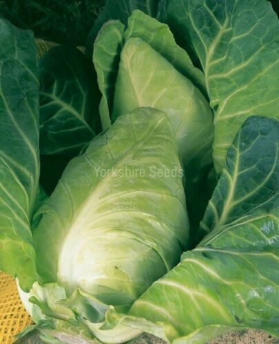 Vegetable - Cabbage - Durham Early - 700 Seeds - Finest