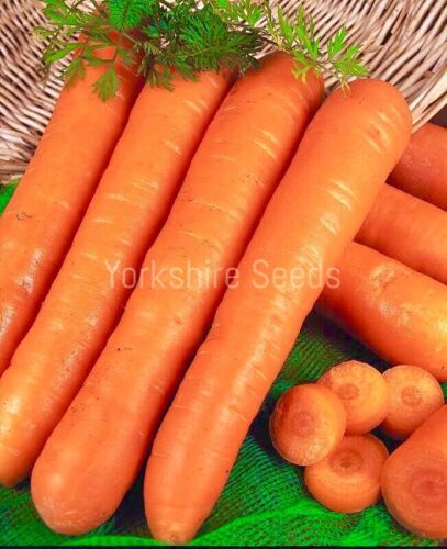 Organic Vegetable - Carrot - Early Nantes - 700 Seeds - Finest Seeds