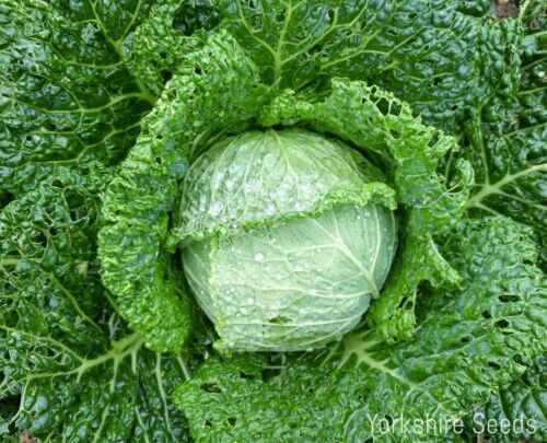 50x Cabbage Cordesa F1 Club Root Resistant Seeds - Vegetable