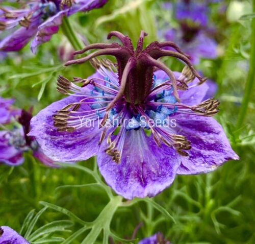 Nigella hispanica Love In A Mist - 500x Seeds - Flower