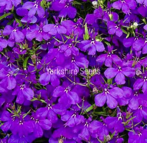 Flower Lobelia Crystal Palace - 3,500x Seeds - Flower