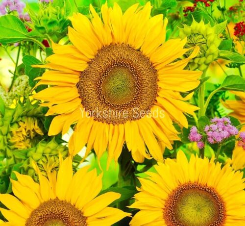 Sunspot Dwarf Helianthus Sunflowers - 60x seeds - Flowers