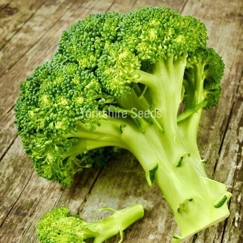 Organic Broccoli Waltham 29 - 400x Seeds - Vegetable