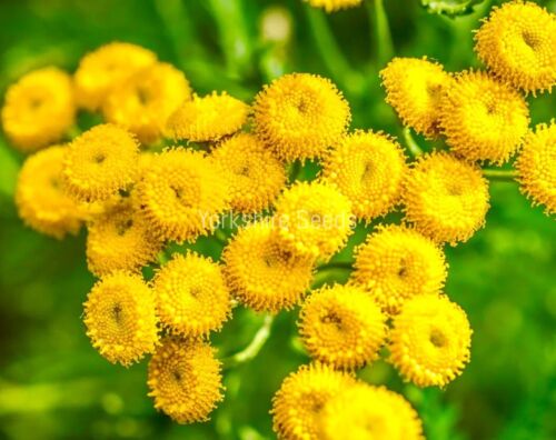 Tansy Tanacetum Vulgare - 3000x Seeds - Herb