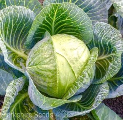 Cabbage Brigadier F1 - 80x seeds - Vegetable