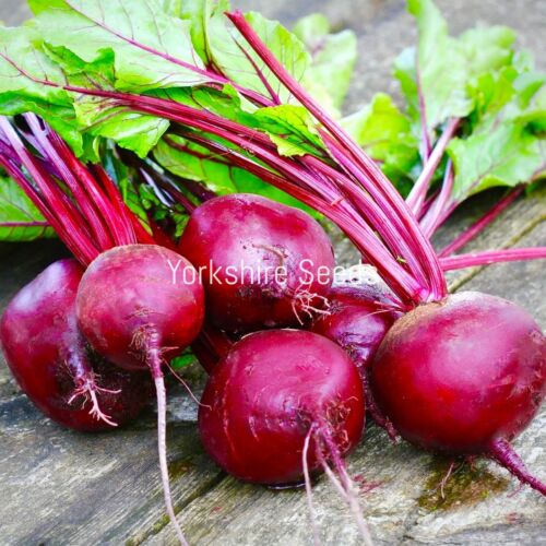 450x Organic Beetroot Red Detroit Seeds - Vegetable