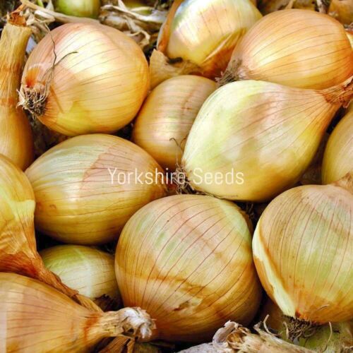 200x Mammoth Onion Improved Exhibition Seeds - Vegetable