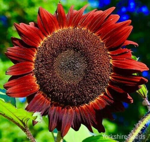 Giant Sunflower Red - Moulin Rouge - 30 seeds - Helianthus annuus tall - Flower