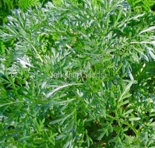 Wormwood  Artemisia Absinthium 6000x seeds - Herb