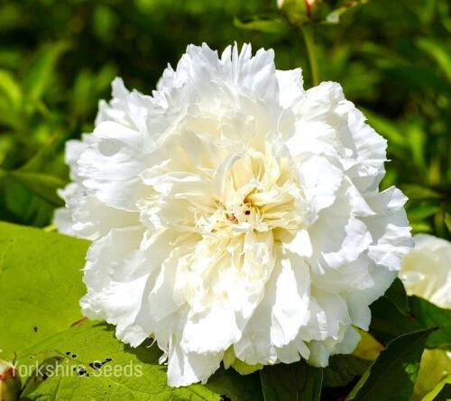 White Cream Peony Poppy Papaver Paeoniflorum - 600x Seeds  - Double Flower