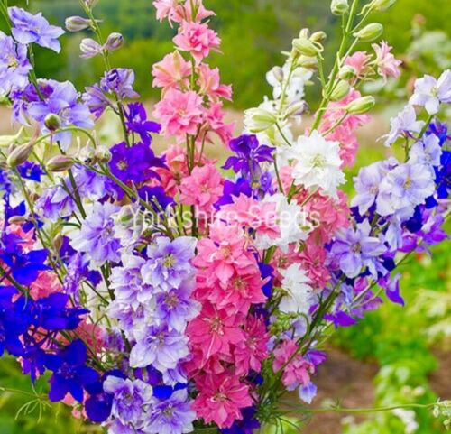 600x Larkspur Giant Imperial Mix Seeds - Flower