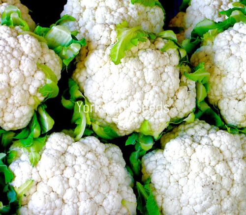 300x Cauliflower Igloo Early Variety Seeds - Vegetable