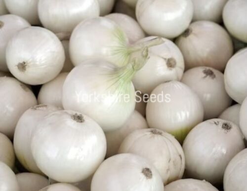 300x Onion Pickling Paris Silverskin Seeds - Vegetable