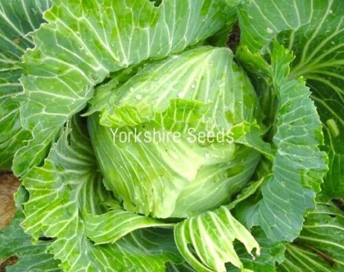 400x Cabbage Brunswick Heirloom Seeds - Vegetable