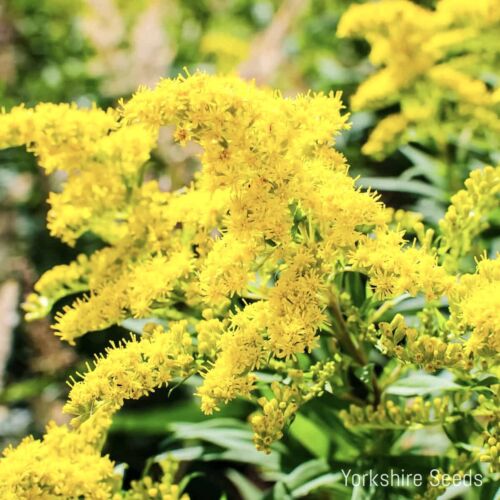 2100x Yellow Spring Golden Rod Solidago Flower Seeds - Perennial
