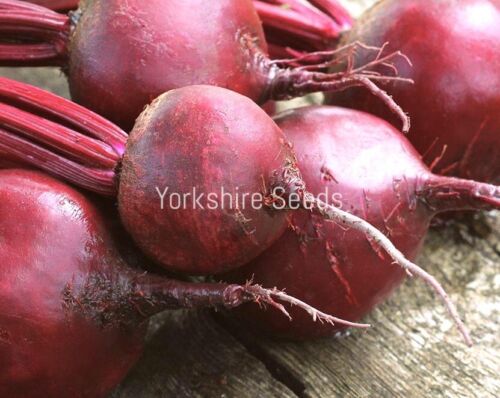 Beetroot Bulls Blood  - 1000x Seeds - Vegetable