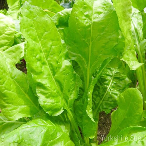 SPINACH PERPETUAL - 200 SEEDS - FINEST SEEDS
