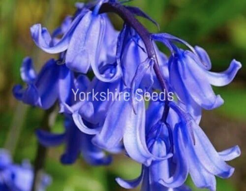60x Bluebells Scented Hardy Wild Woodland Flowers Seeds