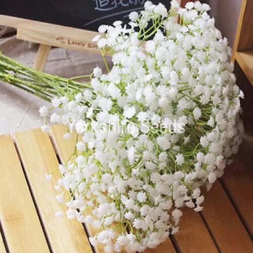 500x Baby's Breath White Covent Garden Seeds - Flowers