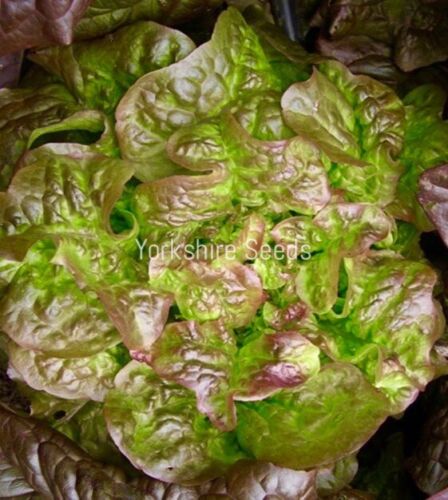 700x Lettuce Brune D'Hiver Red Winter Seeds - Vegetable