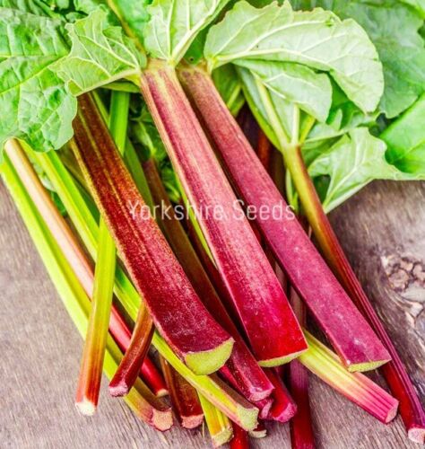 Rhubarb Glaskins Perpetual - 40x seeds - Vegetable